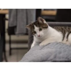 TrendPet Heaven Gefütterte Liegedecke XS -Hundebedarfsgeschäft 0ce4bfea7a8d58375a5ab2e0c7ab49bb32101c45 1288886 de DE b26e8758ae7727741358456e42508e120b01a0b9IW8zJl