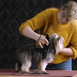 Moser Schermaschine Typ 1400 -Hundebedarfsgeschäft 1559dc1580d12f0825069dc0425234fe0b455a1c 1f8a3eb831d5c4fcc001113b4dafee6e3054f4c4