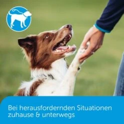 ADAPTIL Calm Halsband Anti Stress Erziehungshalsband S-M -Hundebedarfsgeschäft 18c946a752892f4e19b912cbebf4186fdea7e93c 1204441 5