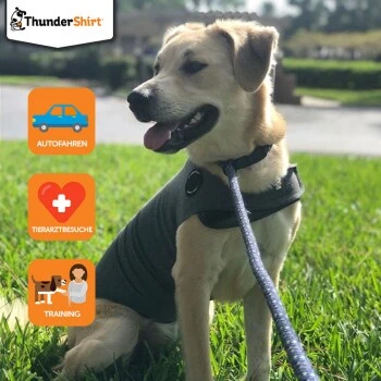 Thundershirt Beruhigungsweste Grau XS 4 Thundershirt Beruhigungsweste Grau XS – Bild 2