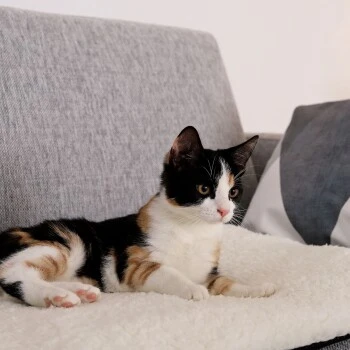 Lionto Selbstheizende Wärmematte Für Haustiere 5 Lionto Selbstheizende Wärmematte Für Haustiere – Bild 3