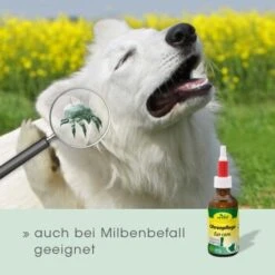 CdVet Ohrenpflege 20ml 14 CdVet Ohrenpflege 20ml -Hundebedarfsgeschäft 2386a46bf75eb25a2a58bb81c9cd714b7c11735b 1033310 de DE 913b3fb28cb4c7cbb549b216ae11f3b04ff5ee25egJatt