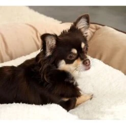 Lionto Selbstheizende Wärmematte Für Haustiere 12 Lionto Selbstheizende Wärmematte Für Haustiere -Hundebedarfsgeschäft 25b3805c5c92af411e095cde5ee07481f4922ea8 1665986 de DE ecc5c0a091133bd2869f6e7bb4e1947e54345d34TGxGOo