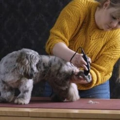 Moser Schermaschine REX MINI -Hundebedarfsgeschäft 26311403a9d7b70c3de3d6d478c9b7979d52d818 8d6659a959561a0e293ec7332a89fd631110efed