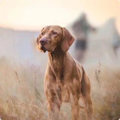 REAL NATURE Senior Lamm & Kalb 6x800 G -Hundebedarfsgeschäft 2a7e6cb20be89e03efc3fb044f52385d1267f3cd 1314110 de DE Real Nature Original Dog bild