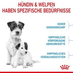ROYAL CANIN Mini Starter 4 Kg -Hundebedarfsgeschäft 2be20ad1d190cd7998136d3afc0dafae06aa370c 8ddec2cd8cf74b57c6b4259b7b01c4e79cc0a38d
