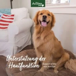 Aniforte Plus Fell & Haut 90 Tabletten -Hundebedarfsgeschäft 2da2ea83fa248e92ee9acfd2e3f8568c55dcdb31 1455931 de DE 239615c2b00859b7d44aacff60b7aa3d2786ca900XTwAq