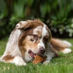 Chewies Kauwurzel S -Hundebedarfsgeschäft 32aa2c809eb98c231c11e2d977b2f01f309c476d 53d9e8c9f79ae68e105f7b8f6960c5cab82c08be