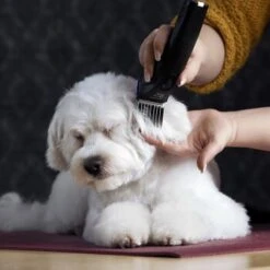 Moser Schermaschine Arco Pro -Hundebedarfsgeschäft 365e29754c538dcc259069da0cc9793e69d0b654 8ffdd5bc19f3a136ec865d6030d040722a7ad1c3