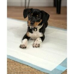 Lionto Welpenunterlage 6-lagig L -Hundebedarfsgeschäft 4274421ea2d35125f015c28a49d1a6bdcfc126a3 1665927 de DE 302567d508aecfa59a43e3f8f707de496aef7c58MXzLu8