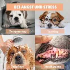 BeG Buddy [2-er] Leckmatte Für Hunde / Katzen, Schleckmatte Mit Saugnäpfen -Hundebedarfsgeschäft 4a9b8a291baf5e718e0f4039d5ac92c5afd61fba 1457253 de DE d924f0bb8e68101ebbb22782b82d5b2a367631bd9eQU5p
