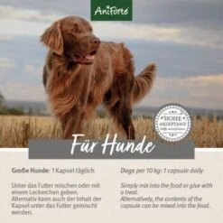 Aniforte Zecken Schild (10 Bis 35kg) Für Hunde 60 Kapseln -Hundebedarfsgeschäft 5d4c18b2293faf2e5564b5312e60cc2ae485fb29 1332832 de DE ffd45c07e5d1db9ca6ca2f6cb8b8fd03b27d87f7qF1J4e