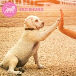 ADAPTIL Junior Halsband Anti Stress Erziehungshalsband 19 ADAPTIL Junior Halsband Anti Stress Erziehungshalsband -Hundebedarfsgeschäft 67b89bee3850f699c65a5983d0d06574d2ec9208 1287044 7