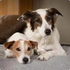 SELECT GOLD Sensitive Maxi Junior Insekt 12kg -Hundebedarfsgeschäft 6abb6915af23c615d0cf74853b0a3bb663e7931c 1096086 de DE 4 Select Gold Dog 1