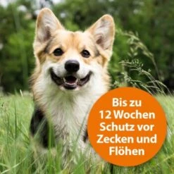 Ardap Spot-On Für Hunde M 11 Ardap Spot-On Für Hunde M -Hundebedarfsgeschäft 754cb0999b71200c7309e0ceebfa48c781455c5a 1150898 de DE 985bac0b3c4e553309f761cccdf8a28957d958admDXlh4