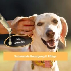 BeG Buddy Ohrreiniger Für Hunde, Juckreiz, Verschmutzung & Ohrmilben, Ohrenpflege Hund -Hundebedarfsgeschäft 7b60a3022ebb426552422fbdc4dd8d77c64be8cf 1500787 de DE b51c870aaae4933941aa890d02263a49251d01d5OgvvjE