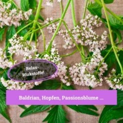 BeG Buddy Beruhigungsmittel Anti Stress -Hundebedarfsgeschäft 7c3846491df427de932f09e57699b9a6d324d947 1457250 de DE c55bd45ac79813393a79e368d342148cdba9e2f0PJmATI