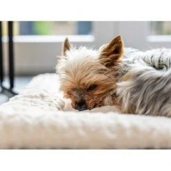 TrendPet Heaven Gefütterte Liegedecke Beige XS -Hundebedarfsgeschäft 7fadb1f3b675cc447952f25a50c4eaec3659ecf9 1247692 de DE 5a5934f7ad304a3b0994cac230736be20cd35855BE4V6X