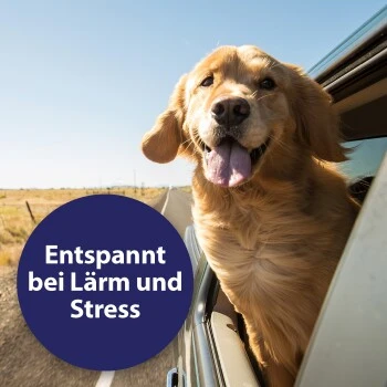 Canosept Home Comfort Beruhigungsspray Für Hunde 100 Ml 6 Canosept Home Comfort Beruhigungsspray Für Hunde 100 Ml – Bild 4