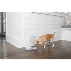 PetSafe Futterautomat Für 2 Mahlzeiten -Hundebedarfsgeschäft 98670f242f118bad629edcf021dc784c6a55633d 1343837 2