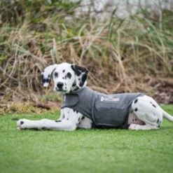 Thundershirt Beruhigungsweste Grau XS 19 Thundershirt Beruhigungsweste Grau XS -Hundebedarfsgeschäft 9b6b99fb9c0e02a64cc609b7ca852c71d17d0d84 1102942 2