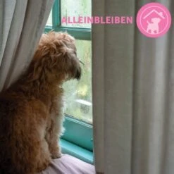 ADAPTIL Junior Halsband Anti Stress Erziehungshalsband 20 ADAPTIL Junior Halsband Anti Stress Erziehungshalsband -Hundebedarfsgeschäft 9bbf7e6f41f83b5fa8b29d667d967c1e0968de59 1287044 8