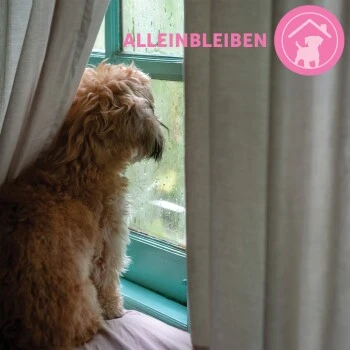 ADAPTIL Junior Halsband Anti Stress Erziehungshalsband 11 ADAPTIL Junior Halsband Anti Stress Erziehungshalsband – Bild 9