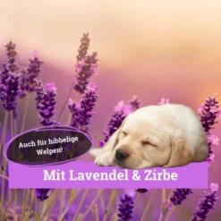 BeG Buddy Körbchen Spray Beruhigung Stress -Hundebedarfsgeschäft 9d7bd8e422fc117daaa45f2eadc4e2e342f5d199 1669471 de DE 146feb38dd17e6baa3c59778f26e903482106de9cso8xz