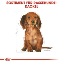 ROYAL CANIN Dachshund Puppy 1,5 Kg -Hundebedarfsgeschäft 9ef2cd452233701ce9cb5c54b3fa30a00f10bbd2 54bf92544bc0421cc474412f71304ef9aa928d8a