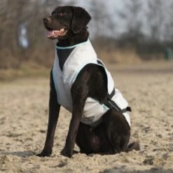 Trovet Suitical Kühlweste Dry Cool M -Hundebedarfsgeschäft a537a563392d7a6c2ebde28fc7a5383b7991a959 1321386 de DE Trovet suitical 4 Kopie