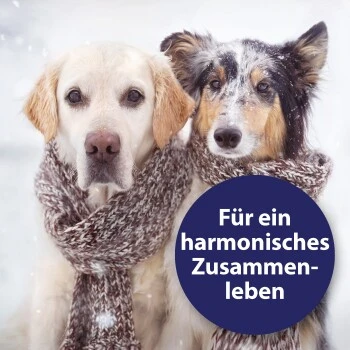 Canosept Home Comfort Beruhigungsspray Für Hunde 100 Ml 5 Canosept Home Comfort Beruhigungsspray Für Hunde 100 Ml – Bild 3