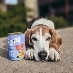 WOW Adult 6x400g Lamm Mit Kürbis -Hundebedarfsgeschäft b49ac3b05758a84cf77f1af302022b4a9ea1a7a6 1294819 1