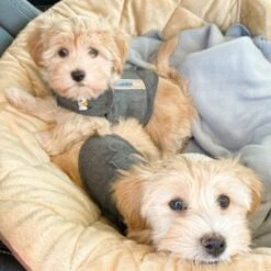 Thundershirt Beruhigungsweste Grau XS 20 Thundershirt Beruhigungsweste Grau XS -Hundebedarfsgeschäft b73ccfbb685e050e9f2290d960047b91d2dcc354 1102942 3