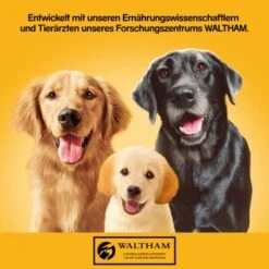 Pedigree Classic 12x400g 3 Sorten Geflügel -Hundebedarfsgeschäft c22fe3a29d9840148b2dfb38dc46c64ce8a08eb4 1100624 de DE pedigree 1