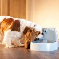 PetSafe Drinkwell Trinkbrunnen Original, 1,5 Liter -Hundebedarfsgeschäft cb67b5accb6fdd9ec3530e007fd4ef1689efc995 0a695b0c941d72c4fef9fa23bc6300c73cab799d