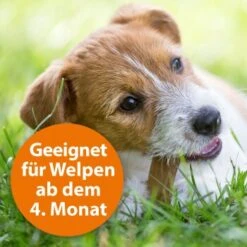 Ardap Spot-On Für Hunde M 12 Ardap Spot-On Für Hunde M -Hundebedarfsgeschäft cc8226a4311440444ba61845d05b9ea4b0fb5388 1150898 de DE eaa998d5d9a4dddabb20499675a876ce02b34af5Ub2MBM