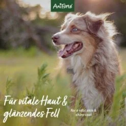 Aniforte Neemöl Shampoo 500ml -Hundebedarfsgeschäft ce948f91b9ae176fa2fd6c27a4f69b5ac9635eb2 1429322 de DE 572e230cba8eea55d11a8cb82f155ecd76826ed2w5VJ2o