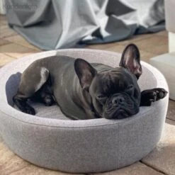 Canadian Cat Company Hunde- & Katzenbett Derby 12 Canadian Cat Company Hunde- & Katzenbett Derby -Hundebedarfsgeschäft d4d8399aebe1ed3e66fc23057fe9bc3b6f9819f1 1412690 de DE 7e35afdccac293ca871653190642a189fd08f495NuJfk3