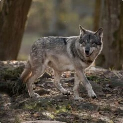 REAL NATURE WILDERNESS Maxi Junior Pure Duck 4 Kg -Hundebedarfsgeschäft d8df16d01d44eca47dceb4029baf88ff4ded8402 1248542 de DE Real Nature Wilderness Dog bild