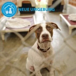 ADAPTIL Calm Halsband Anti Stress Erziehungshalsband S-M -Hundebedarfsgeschäft d9bbd74a63f2c6a012923d517365dbb7e82e2006 1204441 9