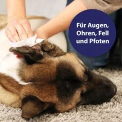 Canosept Universal Pflegetücher -Hundebedarfsgeschäft e4abbc5a0fb4c9b867b7d8e60ad7b0e8f407ab85 1369844 de DE 4f10d1c9ba6bd03f611fcb62b65b8b3db11e268fbzSEN9