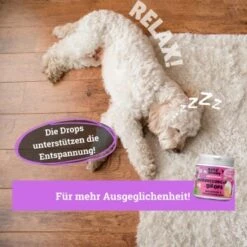 BeG Buddy Beruhigungsmittel Anti Stress -Hundebedarfsgeschäft e508e321b670c48b8e0200cb260a2948b686e5df 1457250 de DE b3b765708a527c30f34f0f58c8595c44fbb0998aiAYJk8