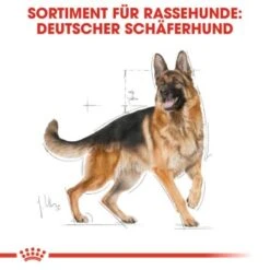 ROYAL CANIN Deutscher Schäferhund Adult 11 Kg -Hundebedarfsgeschäft e9cdd4bccca28fab02a00815a120dd87036591e8 8da61ea876c2efb3fc2108d51700aba967e57469