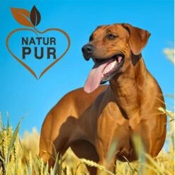 Fit-Crock Basic Rind Maxi 7 Fit-Crock Basic Rind Maxi -Hundebedarfsgeschäft ec357c554beb4e37f8bb7a6fb10e9f8ab884c69d 1687103 de DE c323a5c257120307a86f095cf5f49de81ac2f711Ful2Am