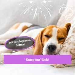 BeG Buddy Körbchen Spray Beruhigung Stress -Hundebedarfsgeschäft ed46f42d90e9c2090e66970bc3c9598896831909 1669471 de DE 768bad740b864a3e328c301b094e7af58dea17cfBPOCDN