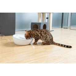 AniOne Keramik-Trinkbrunnen Waterfall Weiß Ohne Ersatzfilter 11 AniOne Keramik-Trinkbrunnen Waterfall Weiß Ohne Ersatzfilter -Hundebedarfsgeschäft f5666e2f535275128e81462f19991e450c3d3f87 c66954489332ac4ff326811e24559ef9b2854fac