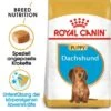 ROYAL CANIN Dachshund Puppy 1,5 Kg -Hundebedarfsgeschäft ffd8eb52b581ab5d7600a9bc6907490e5d171f78 6519c2966b53e65a2a0af4be83e294852ae97051