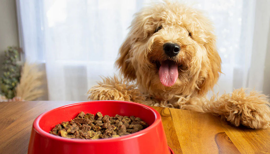 Hundebedarfsgeschäft -Hundebedarfsgeschäft 3